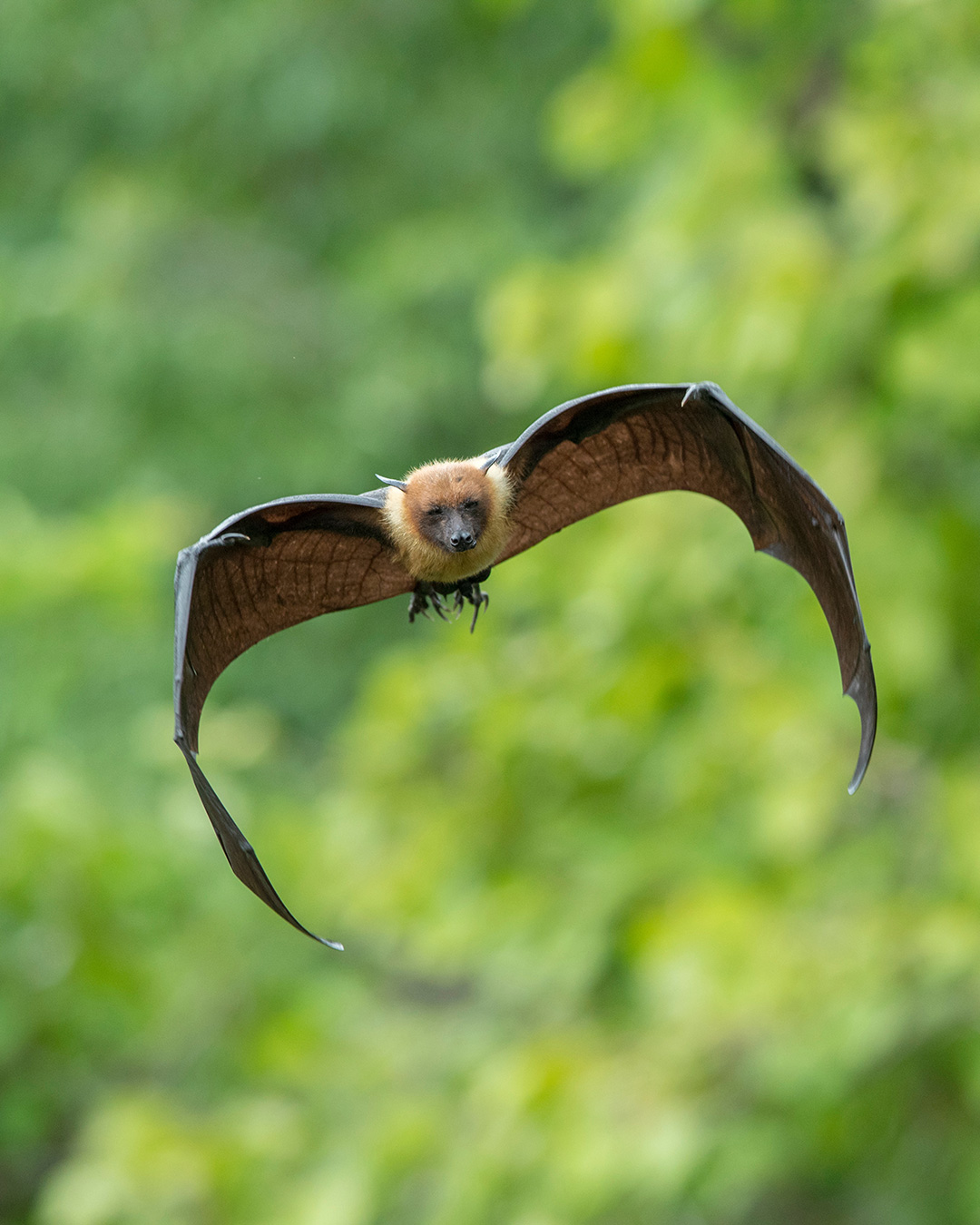 Flying bat
