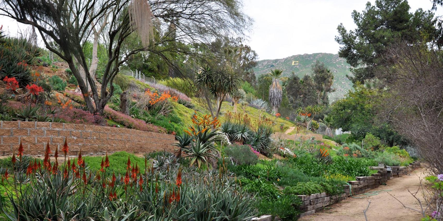 "UC Riverside Botanic Gardens "