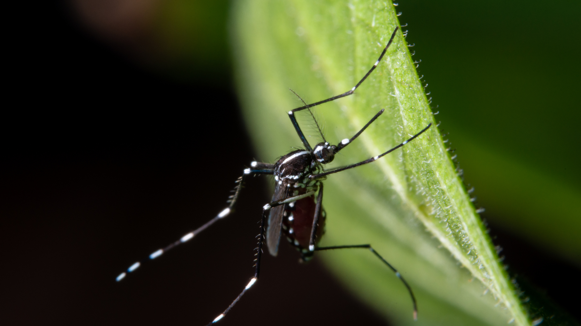 Riverside County reports first human cases of West Nile this year