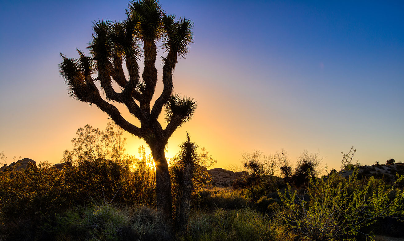 A Joshua tree at sunset in the high desert
