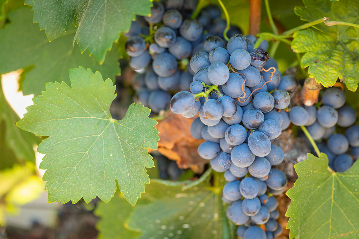 Grapes on the vine in Temecula Valley